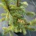 Smrek pichľavý (Picea Pungens)  ´BLUE DIAMOND´  - výška 30-40 cm, kont. C2L